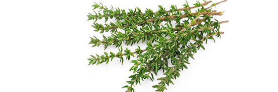 L'huile essentielle de Thym à Thymol